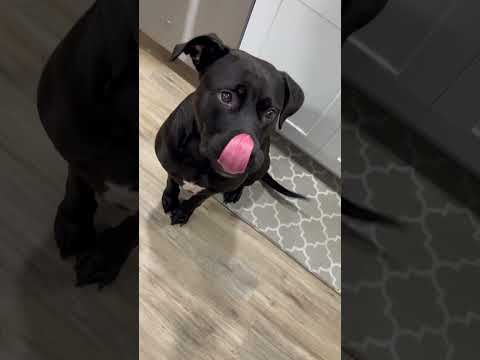 Le chien ne comprend pas ce que signifie "petite bouchée".