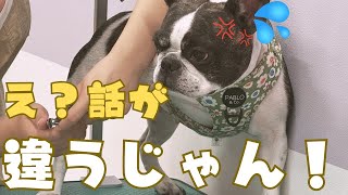 お散歩だと思って着いて行ったら騙されたフレブル
