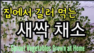 거실 베란다에서 채소 야채 심어먹자!!Let's plant vegetables in the living ro…