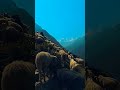 New Latest Garhwali Kumauni Pahadi Status Shorts Video Uttarakhand