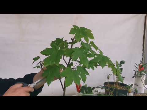 Blattschnitt beim Berg-Ahorn Acer pseudoplatanus und bei meiner kleinen Kastanienbaum Gruppe