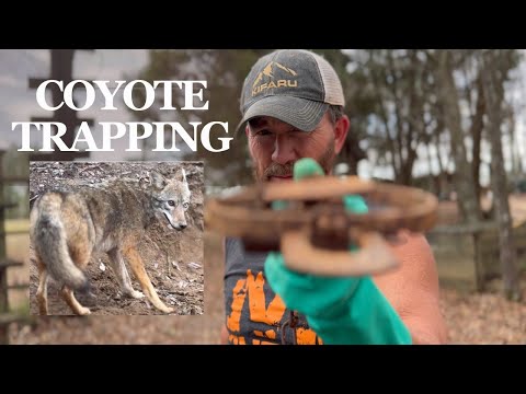 How To Set Coyote Traps