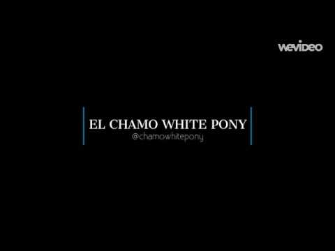 chamo white pony