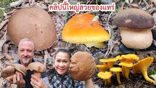 Really big, really beautiful!! All the flowers are huge. Ep108/2025