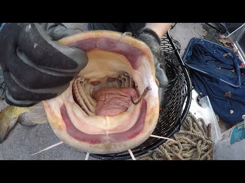 How to unhook catfish - tips for holding, burping and releasing catfish