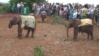 preview picture of video 'Elephant Orphanage, Nairobi, Kenya'