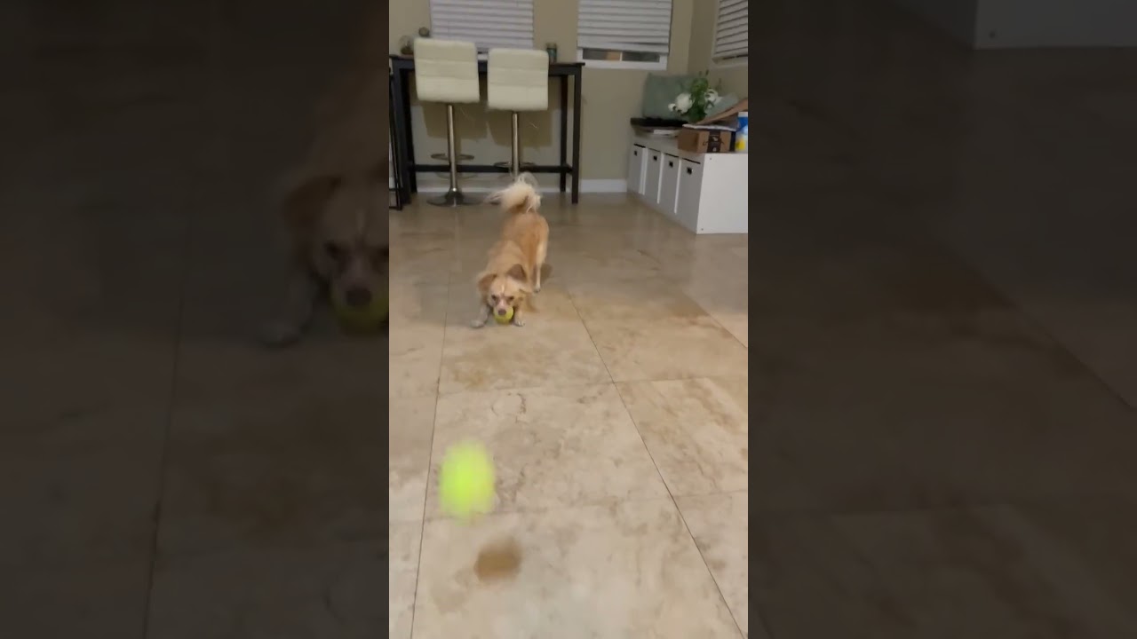 Enlarge Milo, a Adoptable mixed breed in Lake Forest, CA video 5/5