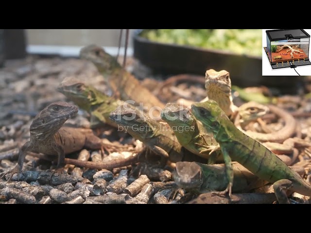 Vídeo relacionado con CAM2 2 almohadillas térmicas para recipientes de cristal, almohadillas térmicas ajustables para reptiles con control de temperatura para reptiles, serpientes, arañas, orugas, lagartos, geckos (5 W)