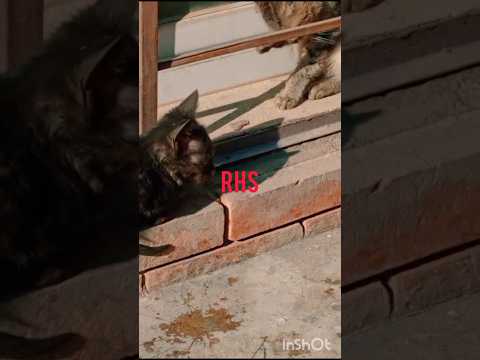 Two Kittens Enjoying in the Sun Shadow #catlover #catshorts #kittens #lovelycat #catworld #catheart