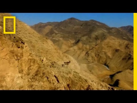 , title : 'Watch Rare Wild Sheep Run Up Steep Mountainside With Ease | National Geographic'
