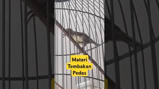 Download lagu Konin Gacor Materi Tembakan Mewah mp3