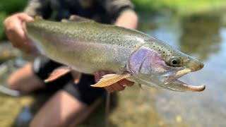 Clear Stream Fly Fishing (Hawke’s Bay)
