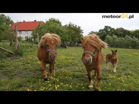 Agroturystyka Pod Jabłoniami - Kopnica meteor24.pl