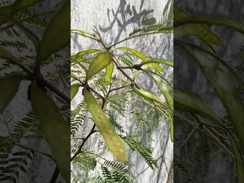 , title : 'White lead tree or river tamarind aka Kabahero plant #nature #shortvideo #plants'