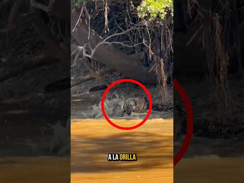 Las mejores técnicas de caza que han sido captadas en cámara en el reino animal #mundoanimal