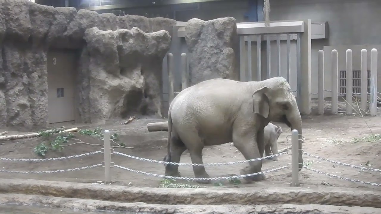 アジアゾウ親子　生後29日めの赤ちゃん　Asian elephant mom and 29 days old Baby 230918