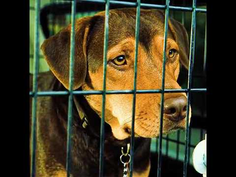 Bella’s Loyalty Will Make You Cry 😭 #viral #movieclips #dogslove