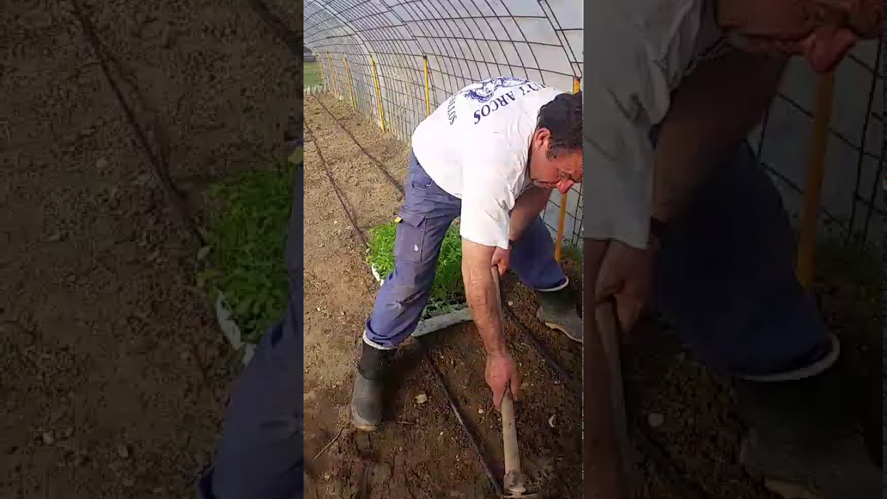Watch Tomate Rosa Now Tomate Rosa
