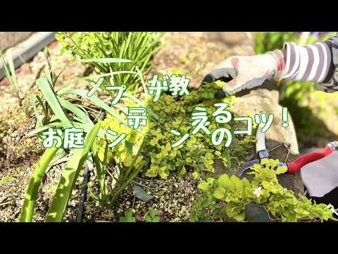 petit-jardin-coin-salon-brise-vue-graminées-buissons