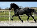 Filly Friesian For sale 2021 Black