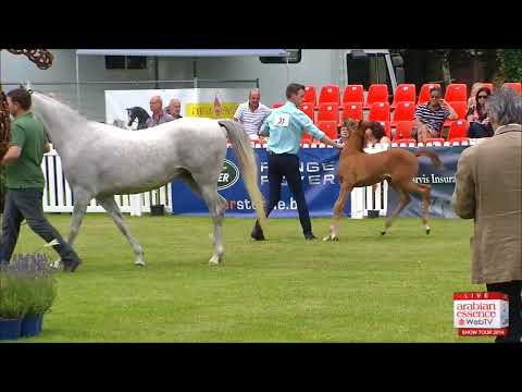 Bruges - National Show - Class 6