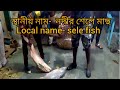 River Monster Sele Fish স্থানীয় নাম শেলেমাছ