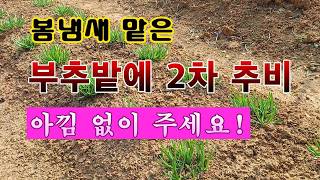 [텃밭농부 2,169]  봄냄새 맡은 부추밭에 2차 추비! 아낌없이 주세요. #부추재배