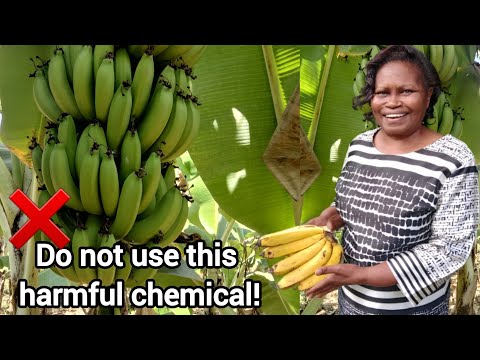 How to speed up banana ripening naturally