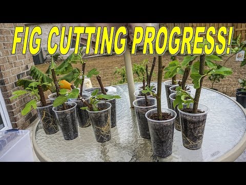 , title : 'Fig Cuttings Update: AMAZING Progress In Under 2 Months'
