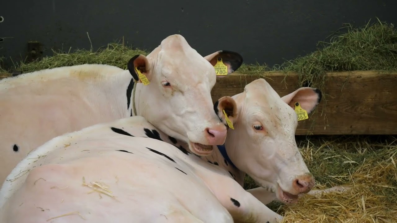 Die Missen beeindrucken an der Junior Expo Thun