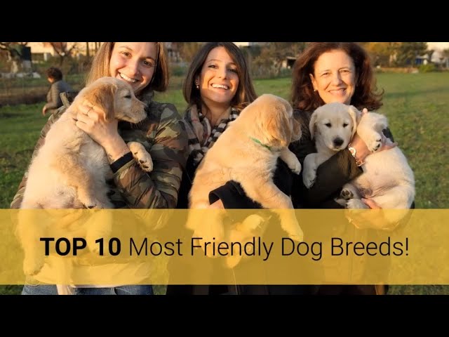 Video Pronunciation of vizla in English Video Pronunciation of vizla in English
