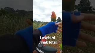 Download lagu burung lovebird free fly, terbang dan kembali mp3