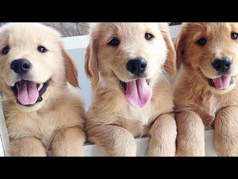Ultimate CUTE and FUNNY PUPPY/DOG Compilation 2019