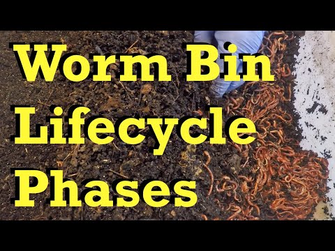 Various worm farm lifecycle phases demonstrated & feeding some bins - vermicomposting