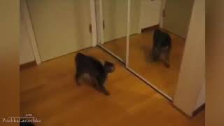 Животные и зеркало Смешное видео