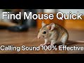 Mouse Calling Noise Mouse Attracting Sound