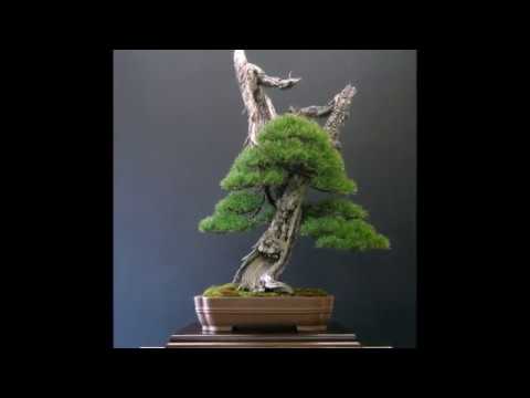 BonsaiLab.it - Alfredo Salaccione: Pinus mugo Notte