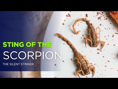Sting Of The Scorpion - Unlimited Entertainment