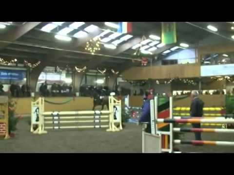 Holsteiner Stute von Clarimo x Limbus  geb  2008