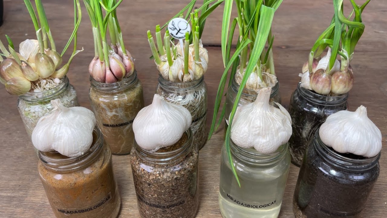 Cultivar Ajo en Agua: Una Guía Rápida y Fácil