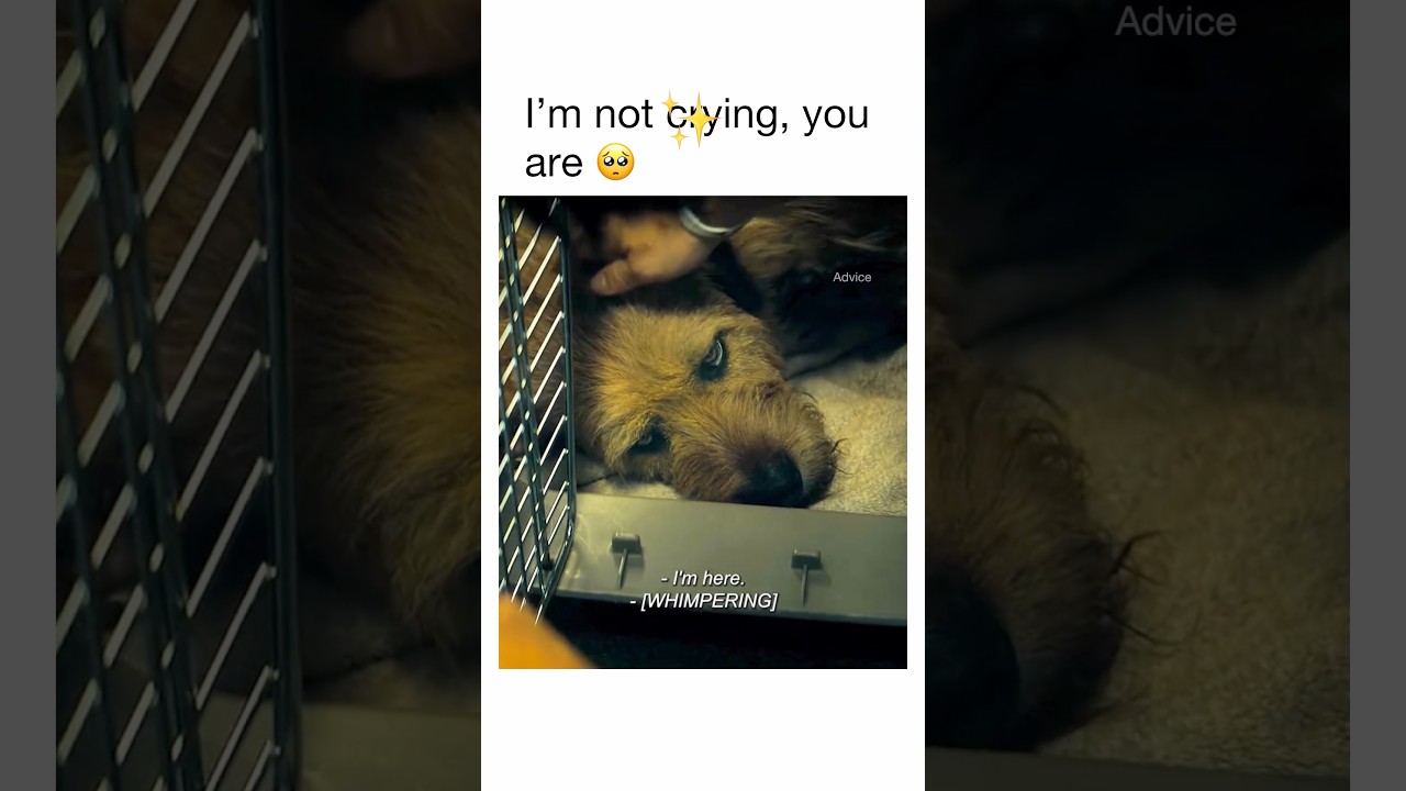 🎬: Arthur the King 📺: Amazon Prime Video