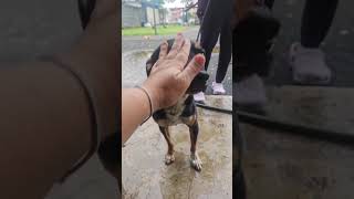 Video preview image #1 Chihuahua-Unknown Mix Puppy For Sale in Virginia Beach, VA, USA