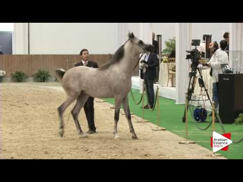 Milan SEWC 2016   Class 4B   Colts