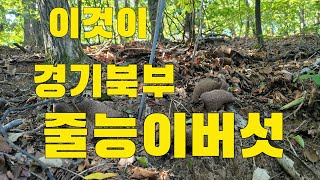능이버섯산행 심마니 형님 함께 능이산행 줄능이버섯 만나서 2가방 가득 능이버섯15KG채취