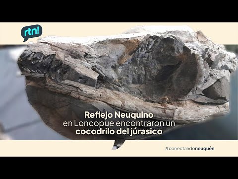 #Reflejo Neuquino DESCUBREN EN LONCOPUE FOSÍL DE COCODRILO MARINO DE 150 MILLONES DE AÑOS