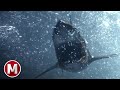 Ice Sharks 2016 Dragged Under Scene