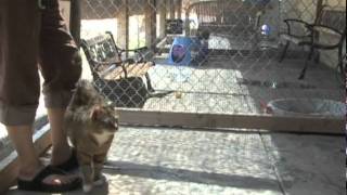 The Legacy of a Cat Named Room 8