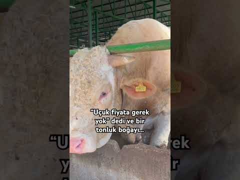 Bir tonluk tosunu 400 bin liranın altına sattı #keşfet #bursahaber #sondakika #çekgönder #gündem