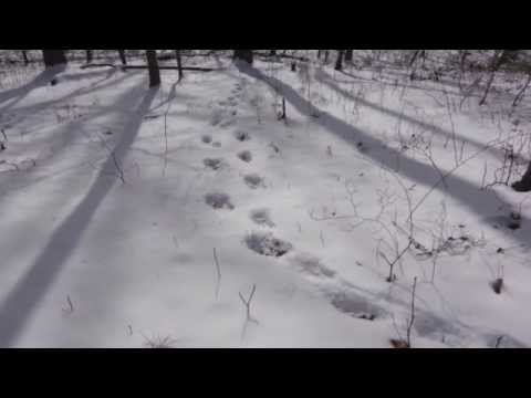 Jimmy Armstrong/Walking Man