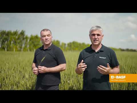 DUETT® TURBO i REVYCARE® | Efikasna zaštita pšenice